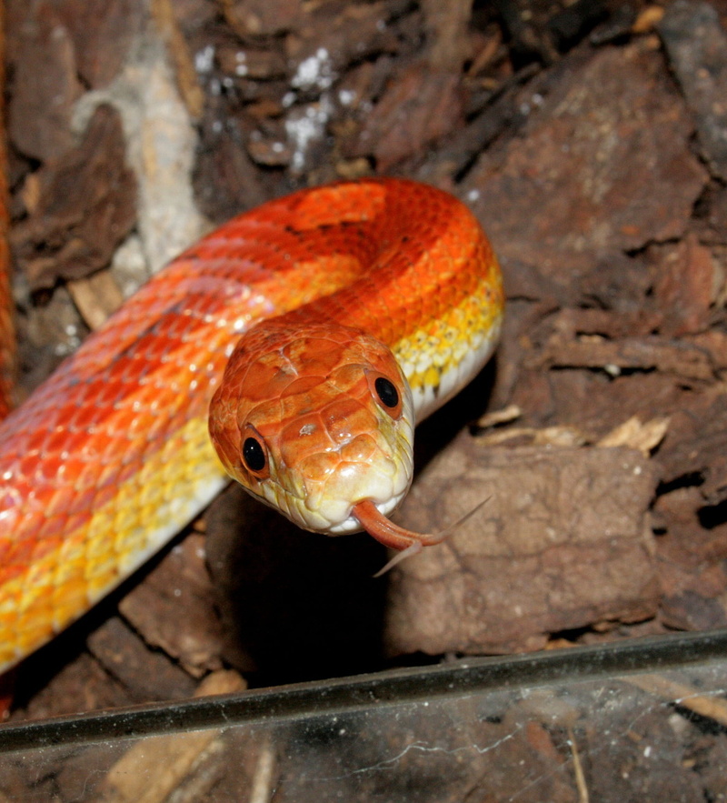 nature, marine, orange color, rock - object, Snake, no people, Corn, red, jungle corn, animal body part, clear, Reptile, tank, vertebrate, close-up, Jungle