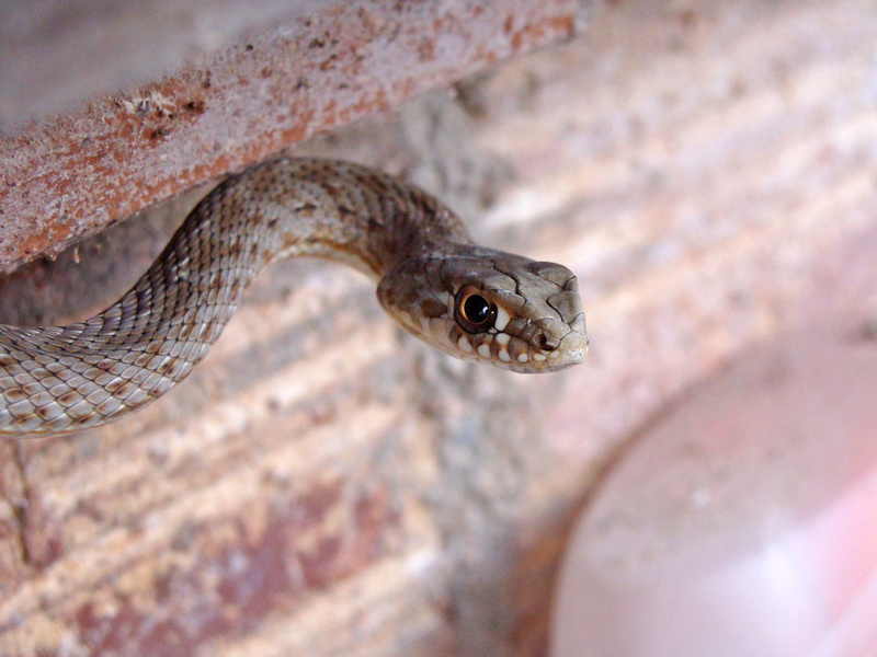 focus on foreground, animal scale, living Organism, animals In The Wild, monspessulanus, animal head, 2K, animal eye, day, Snake, one animal, close-up