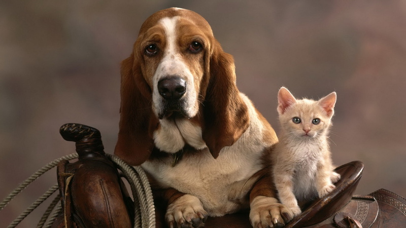 saddle, cat, animals, kitten, dog, hd, 1080P
