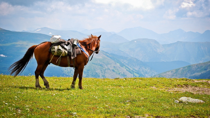 domestic animals, meadow, horse, landscape, mountain, hill, sport, saddle, field, nature, no people, blue, riding, day, animal themes, animal, herbivorous