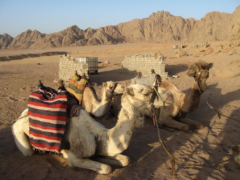 working animal, egypt, climate, animals, saddle, scenics - nature, no people, pets, outdoors, domestic, camel, day, sunlight, sharm el shaik, animal themes
