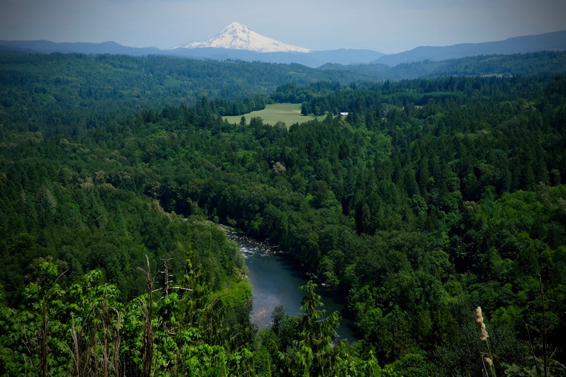 foliage, growth, outdoors, tranquility, land, forrest, oregontrail, woods, sandy, mountain, lookout, river, beauty in nature, scenics - nature, tranquil scene
