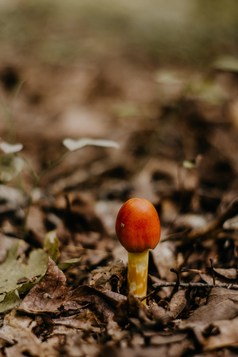 no people, botanical, mushrooms, food, freshness, outdoors, united states, fruit, fungus, 5K, food and drink, forest, close-up, toadstool, dirt, selective focus