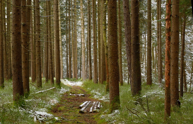 non-urban scene, grass, conifer, surrounded, spruce, trees, coniferous tree, trunk, pine tree, pine woodland, tranquil scene, environment, winter way, bavarian forest