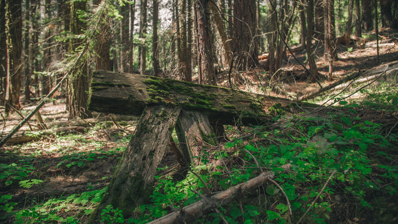pine tree, pine needles, yosemite, outdoors, tree, west, wood - material, growth, wood, tree trunk, land, moss, united states, woods, log, tranquil scene
