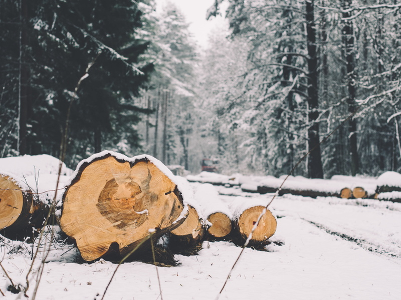 forest, log, environment, land, beauty in nature, firewood, cold, logging, day, 4K, wood, snow, winter, forestry, timber, outdoors, wood - material, field