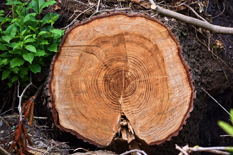 outdoors, material, no people, 5K, plant, tree, cup, forestry, forest, deforestation, chopped, wood, log, trunk, tree ring, textured, land, day, tree trunk