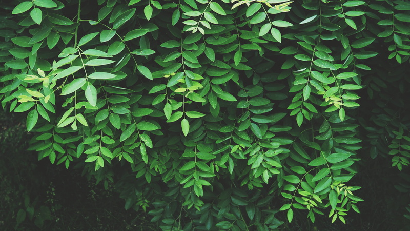 full frame, leaves, backgrounds, tree, growth, day, no people, spring, green, season, healthy, foliage, leaf, green color, summer, outdoors, plant part