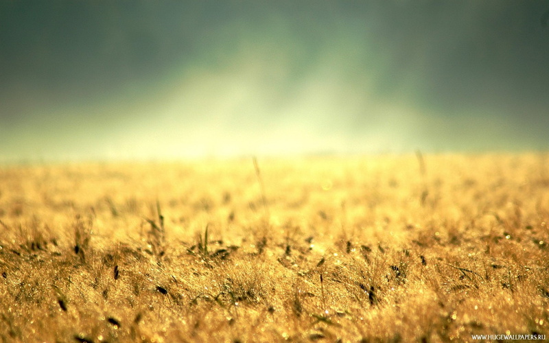 fields, Field, crusade, grain, gold, argent, argent dawn, dawn, hd, golden, 720P, art, argent crusade, nature