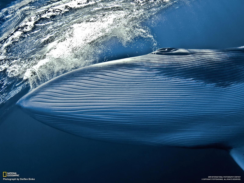day, marine, nature, whale, outdoors, animal themes, animals, animal wildlife, motion, no people, sport, beauty in nature, nautical vessel, undersea, swimming