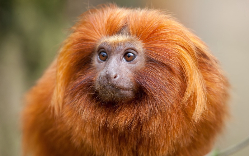 color Image, wildlife, no People, looking, fluffy, kind, ape, animal, 1080P, animal hair, portrait, brown, small, monkey, vertebrate, looking at camera