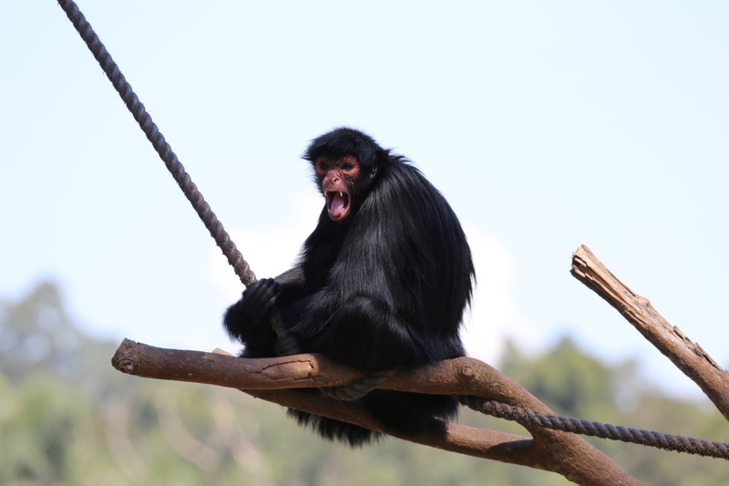 monkey, day, ape, red face, primate, nature, black color, animal themes, vertebrate, sitting, chimpanzee, no people, stick - plant part, wildlife, spider monkey