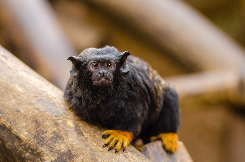 blur, cute, wild, outdoors, daytime, mammal, looking, looking at camera, daylight, ape, 4K, nature, zoo, animal wildlife, vertebrate, tree, monkey, primate