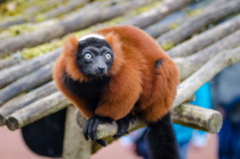 eye, cute, funny, wildlife, animal, animal wildlife, close-up, nature, no people, outdoors, mammal, lemur, one animal, monkey, fur, ape, royalty  images