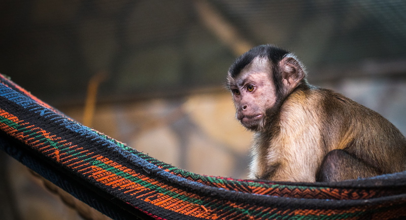 pet, animal photography, mammal, wood, one animal, day, head, looking, wildlife, cute, hammock, sitting, portrait, fur, brown, monkey, zoo, no people, wild