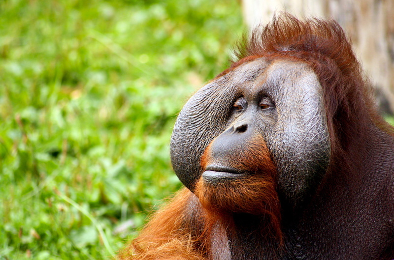 animal wildlife, focus on foreground, monkey, primate, contemplation, close-up, jungle, wild, tawny, mammal, ape, animal body part, calm, no people, look