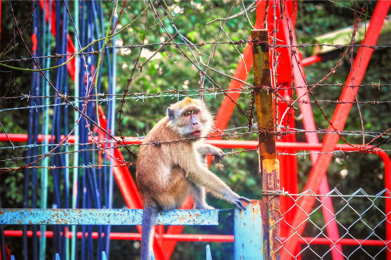 outdoors, monkey, mammal, animal themes, boundary, animal wildlife, no people, 1080P, animals in captivity, brown, one animal, red, zoo, primate, focus on foreground