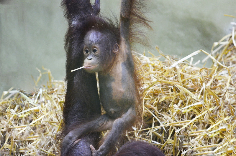 no people, photo, straw, closeup, sweet, mammal, animal themes, hay, human, animal, threatened, borneo, vertebrate, monkey, black, animal family, animal wildlife