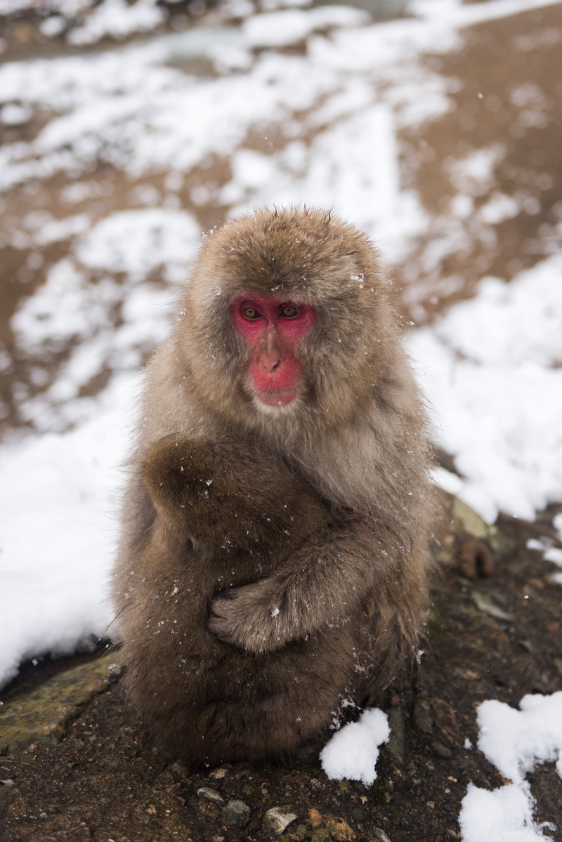 ape, animal themes, focus on foreground, japanese macaque, daytime, frozen, one animal, vertebrate, animal, portrait, animals in the wild, stone, mountain