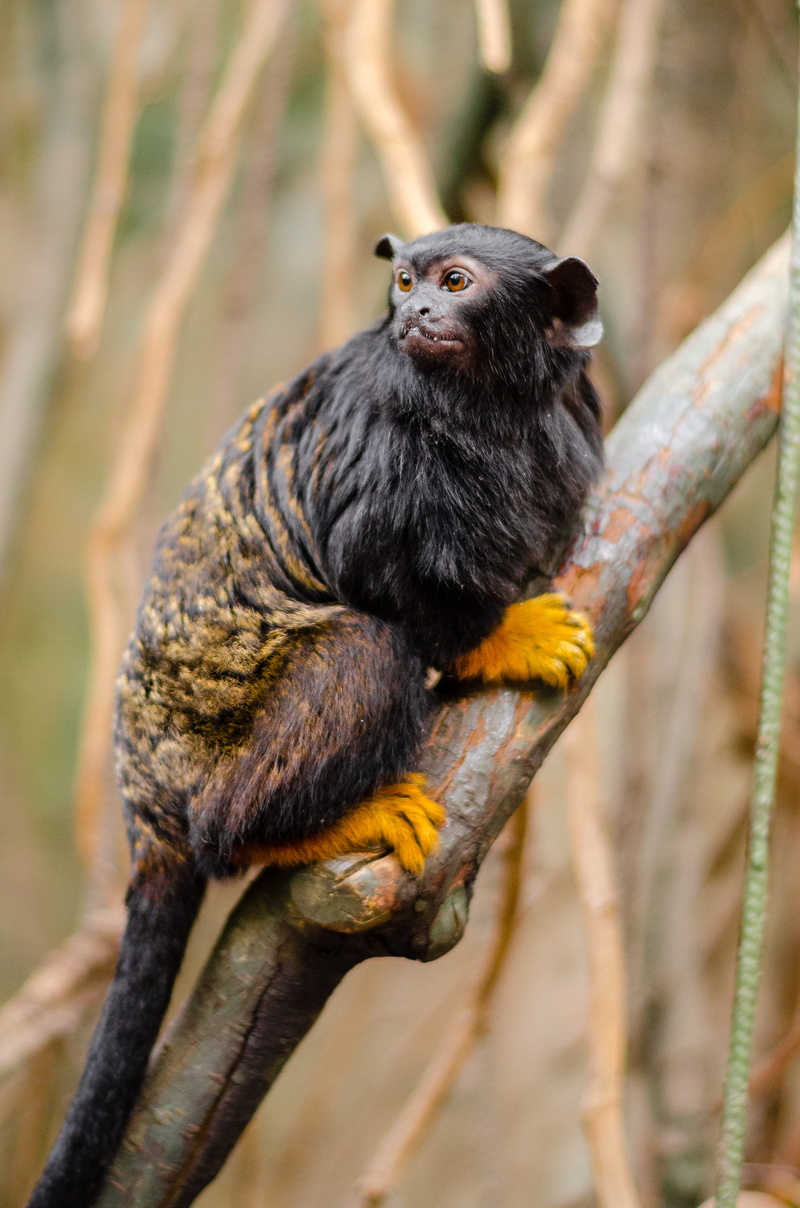 side view, handed, animal, animal photography, nature, focus, wood, animals in the wild, tree branch, eating, looking, wild animal, tree, tamarin, animal themes