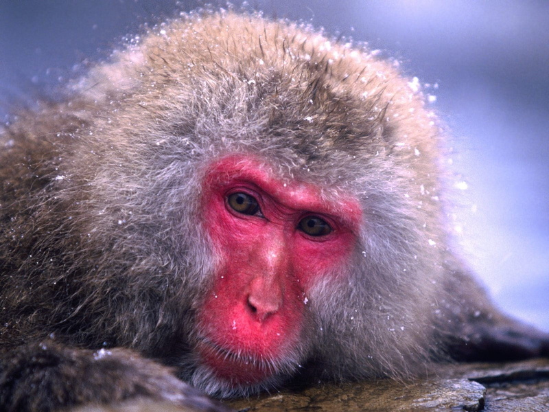 cold temperature, depression - sadness, hot spring, animals in the wild, vertebrate, red, hair, primate, no people, animal body part, 720P, care, winter