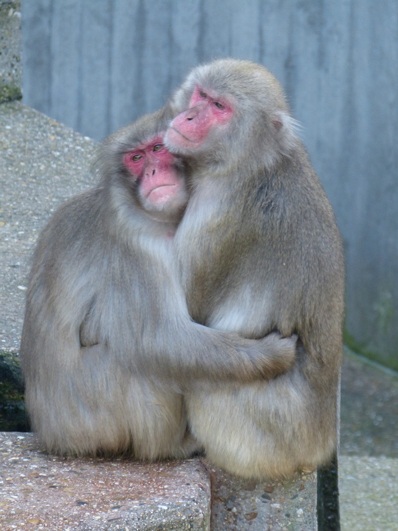 group of animals, outdoors, primate, day, care, red face macaque, animal wildlife, 4K, japan, Ape, looking away, animal, togetherness, Face, Red, vertebrate