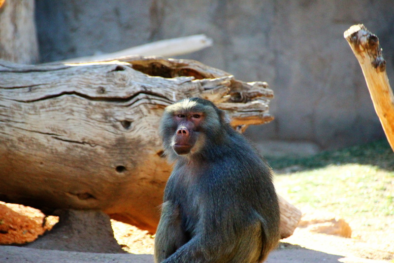 red butt, zoo, vertebrate, animals in the wild, animal family, no people, day, face, one animal, monkey, outdoors, animal wildlife, looking, focus on foreground