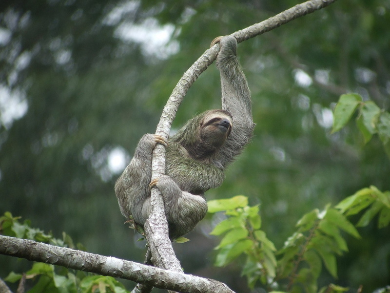 720P, three toed sloth