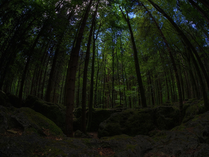 bemoost, tranquil scene, tranquility, plant, trunk, bamboo - plant, forest, birds, wild, low angle view, dark, non-urban scene, nature, outdoors, scenics - nature