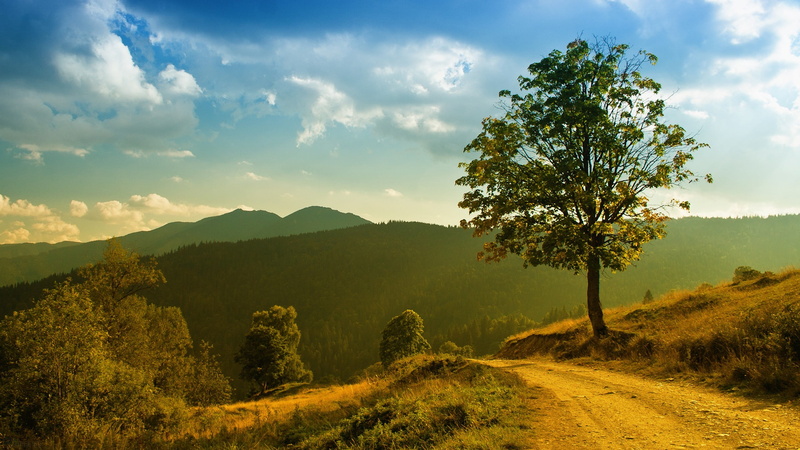 plant, tranquil scene, cloud - sky, idyllic, environment, sky, tranquility, beauty in nature, tree, nature, leafed, landscape, trees, road, scenics - nature