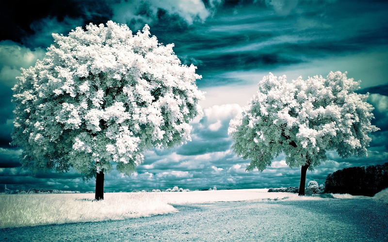 photography, x, hd, photomanipulations, 2K, abstract, art, Trees, infrared