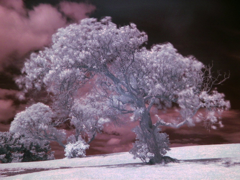 Infrared, 1080P, Photography