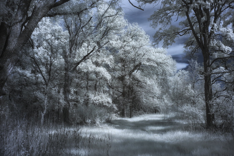 snow, photography, outdoors, infrared, painting, forest, tree, leaf, season, landscape, nature, beige, comanche county  texas, 720P, winter
