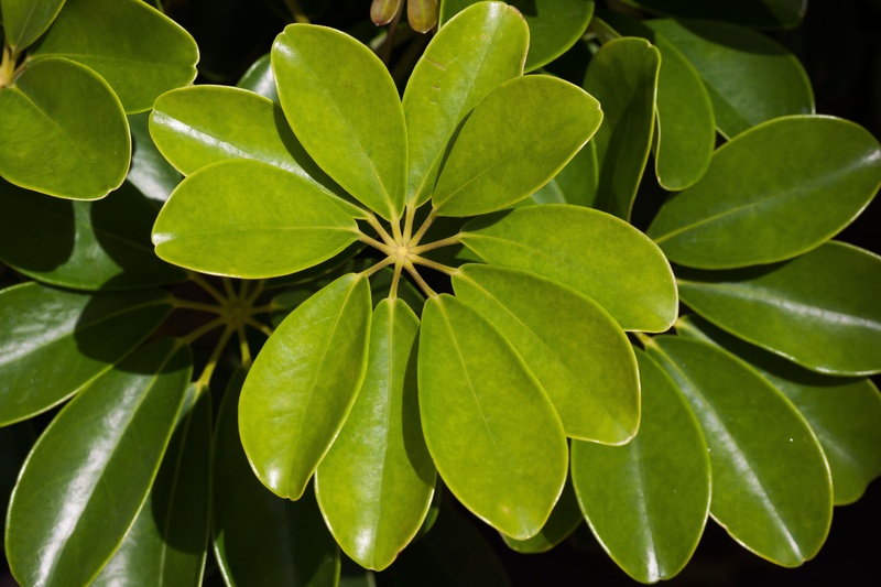 annular, nature, growth, plant, botany, beauty in nature, tropical, fragility, leaves, close-up, bush, natural pattern, leafed, directly above, entire