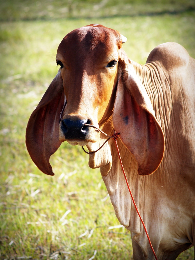 dairy, snout, background, horse, standing, cattle, farm, view, day, front, hoof, c cow, vertebrate, agriculture, animal, amusing, no people, looking, nature