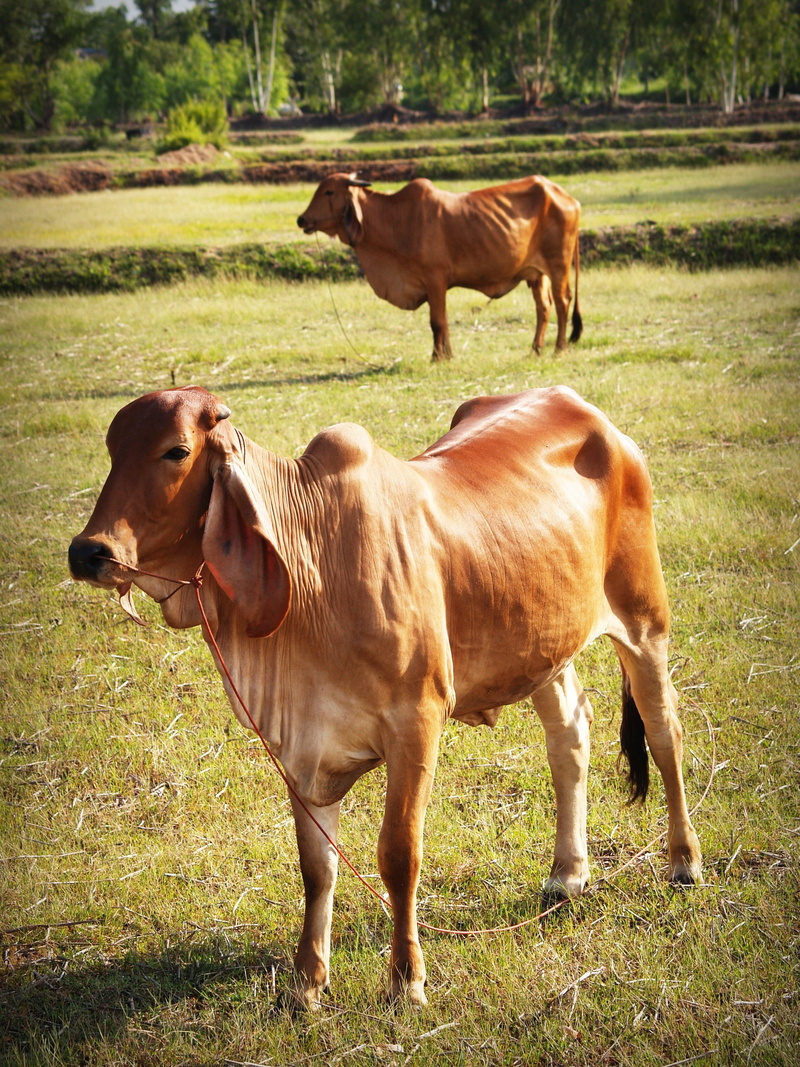 c cow, one, vertebrate, bell, body, group of animals, tame, livestock, amusing, standing, horned, hoof, animal themes, female, land, isolated, no people