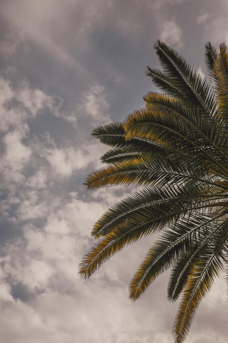 beauty in nature, 5K, plant part, tropical, plant, outdoors, low angle view, tree, palm springs, tropical tree, palm leaf, nature, green color, tranquility