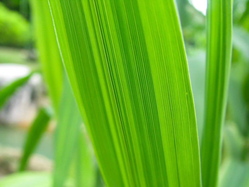 close-up, focus on foreground, selective focus, tranquility, graphics, outdoors, nature, texture, art, leaf, land, grass, green color, palm tree, palm leaf