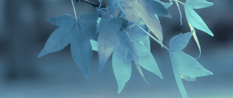 fragility, tree, beauty in nature, growth, freshness, leaf vein, close-up, outdoors, focus on foreground, day, vulnerability, plant, ultra-wide, hanging