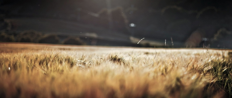 crop, sky, grass, beauty in nature, agriculture, rain, tranquility, field, land, rural scene, growth, nature, plant, wet, 2K, selective focus, ultra wide depth of field nature