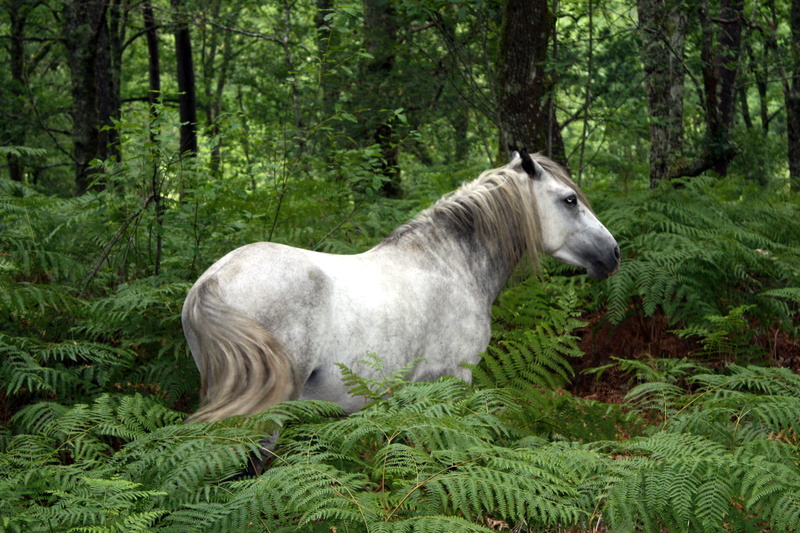 nature, 4K, animal, green, mane, daytime, white horse, ferns, Galicia, Serra do Geres, horse, outdoors, white, surround, Galiza, mammal, Xurés, caballo