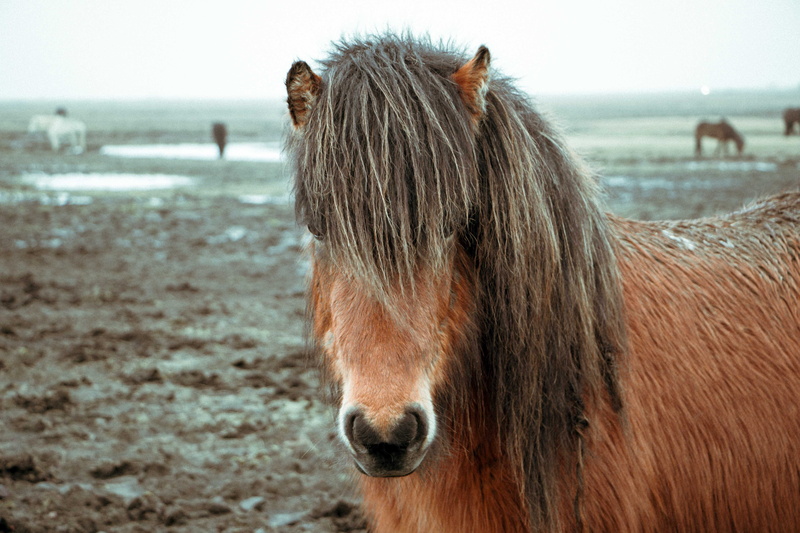 field, pony, caballo, domestic animals, close-up, soil, animal head, animal body part, daytime, 5K, focus on foreground, brown, mud, no people, heair