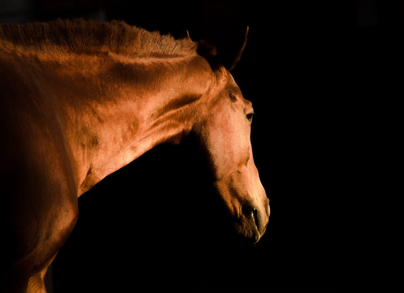 animal wildlife, animal body part, mane, focus, animal, profile view, photo, caballo, 4K, horse, domestic, animal eye, brown, dog, one animal, pets, no people