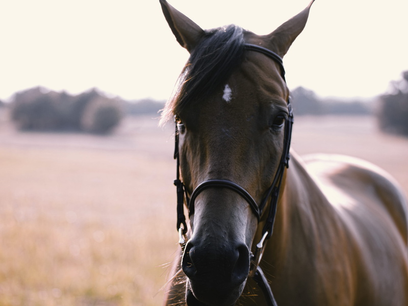 animal, portrait, livestock, animal eye, day, focus on foreground, brown, country, caballo, vertebrate, animal wildlife, closeup, field, domestic animals
