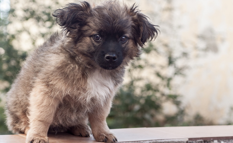 one animal, animal, mammal, sigma, Animals, day, 2470mm, dog, young animal, bokeh, domestic, Puppy, canine, Pets, no people, 4K, standing, perro, portrait