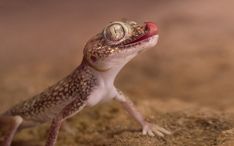 animal, android, animals in the wild, desert, mouth open, nature, computers, animal head, animal themes, lizards, belong, vertebrate, one animal, high