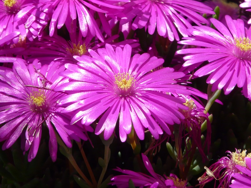 color, shine, vulnerability, fragility, red mittagsblume, delosperma cooperi, flower garden, inflorescence, mesembryanthemum cooperi, no people, pink, nature