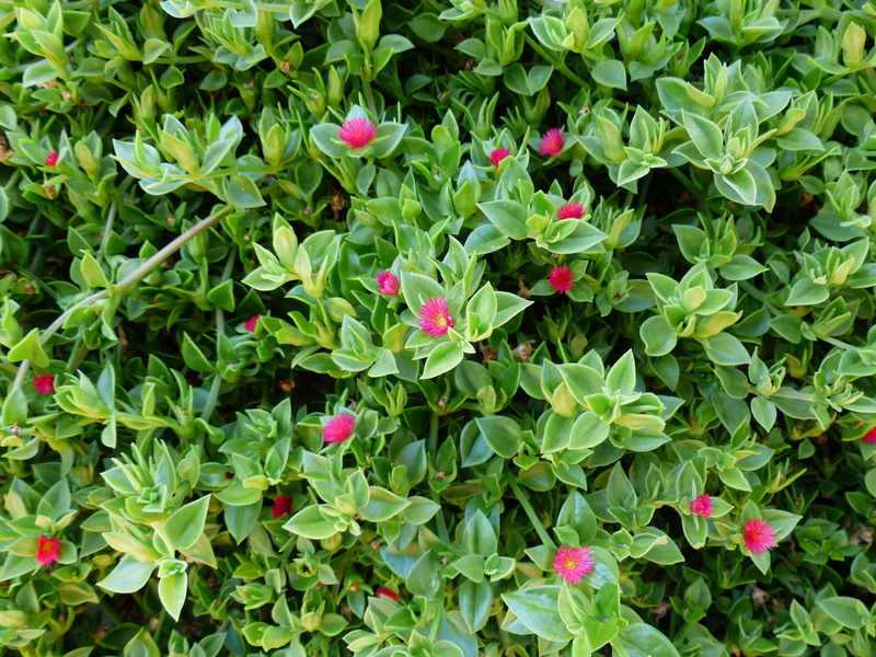 succulent plant, no people, close-up, flower head, clover, leaves, flowering plant, flowers, heart shaped leaves, outdoors, beauty in nature, growth, leaf