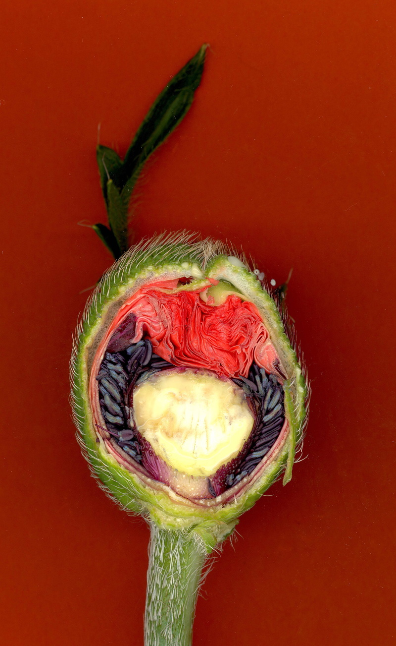 plant, halved, bud, studio shot, red, fruit, 5K, Nature, organic, close-up, freshness, poppy garden, single object, red background, orange background
