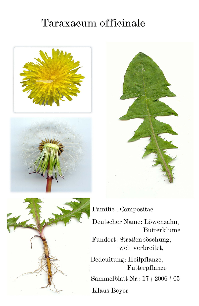 digitized herbarblatt, fragility, growth, no people, herb, freshness, western script, healthcare and medicine, botany, beauty in nature, yellow, leaf, text